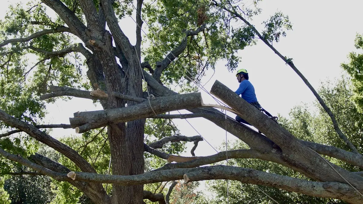 Professional Crown Thinning performed by certified arborists in Mount Gilead