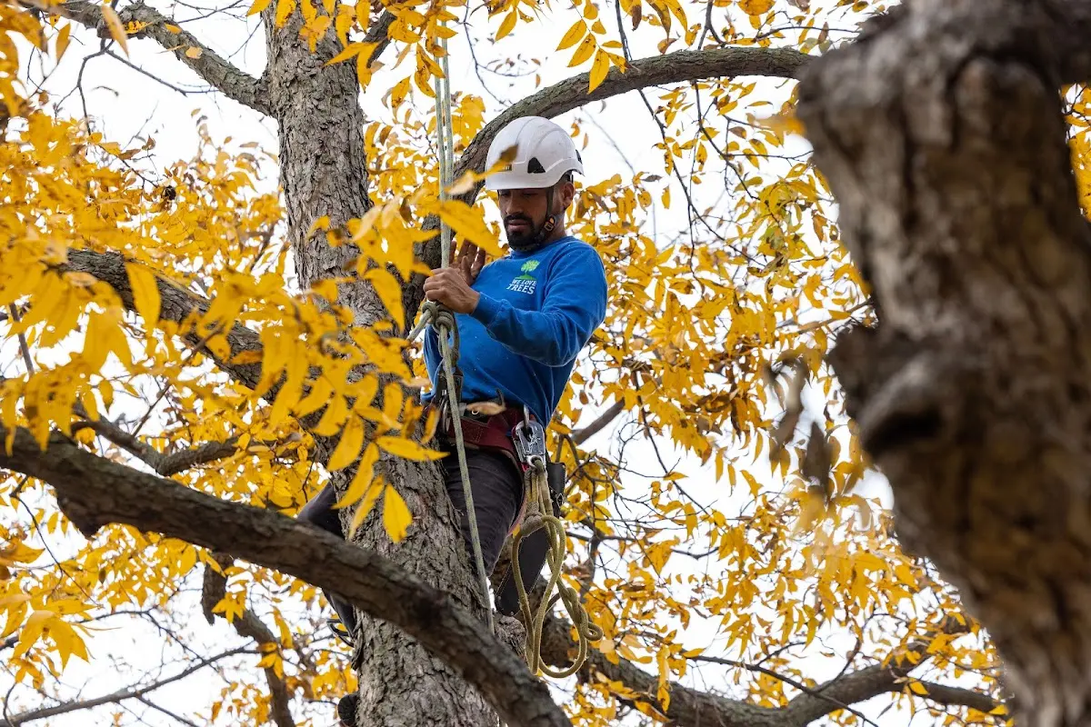 Skilled Tree Planing crew working in Mount Gilead