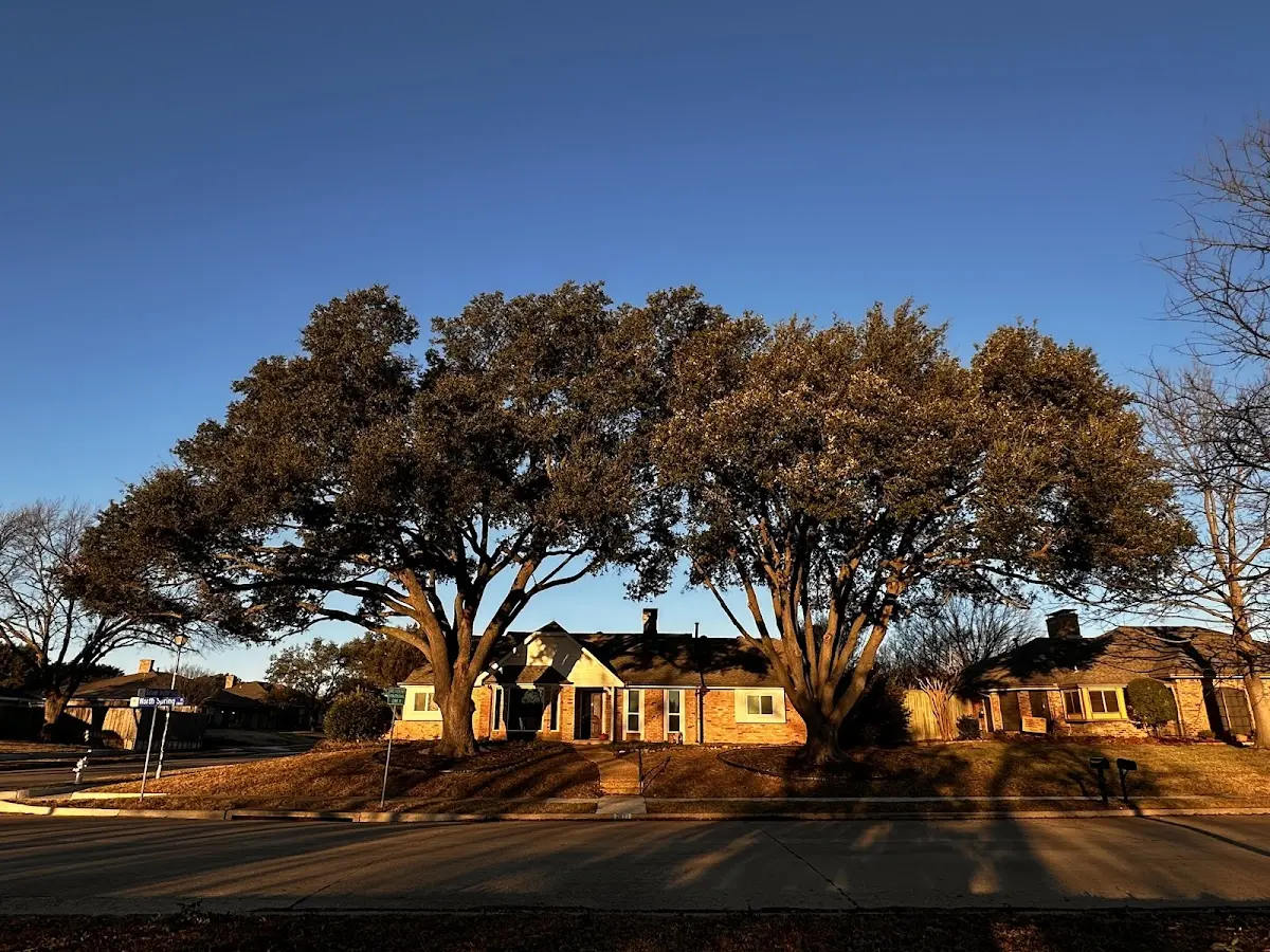 Established residential canopy tree shading a home in Mount Gilead
